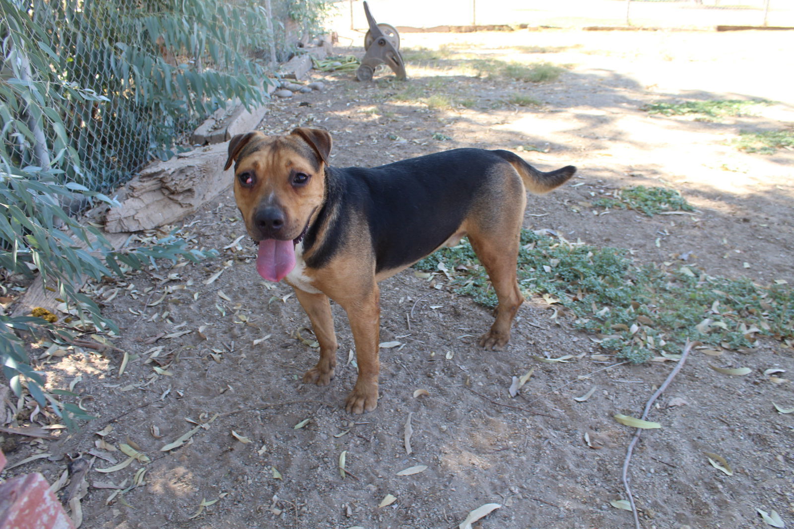 Cactus Jack, an adoptable Pit Bull Terrier, Shepherd in El Centro, CA, 92243 | Photo Image 2