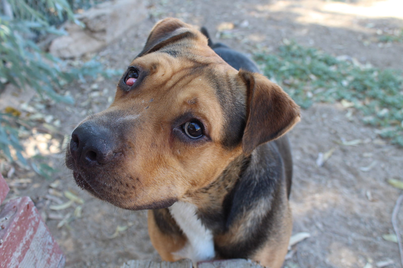 Cactus Jack, an adoptable Pit Bull Terrier, Shepherd in El Centro, CA, 92243 | Photo Image 3