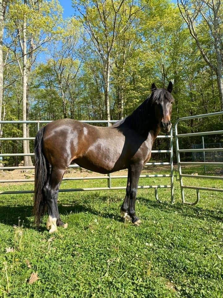 Horse for adoption Godiva, a Mustang in Huntington, WV Petfinder