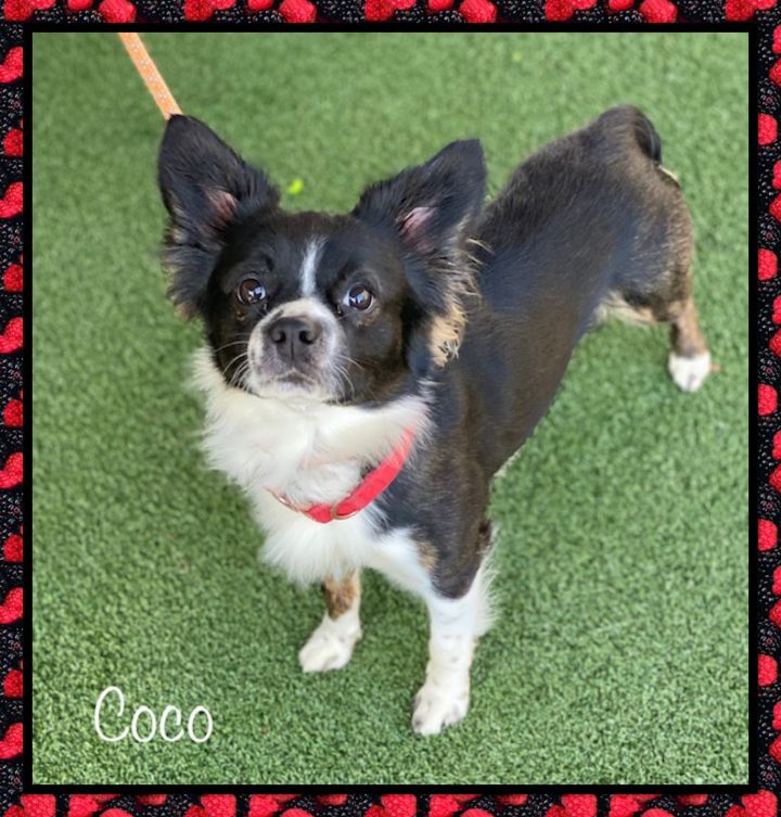 COCO (See Eboni also), an adopted Chihuahua Mix in Marietta, GA_image-3