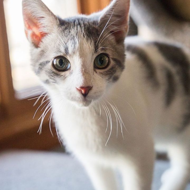 Sheldon Coopurr, an adopted Dilute Calico Mix in Springfield, MO_image-2
