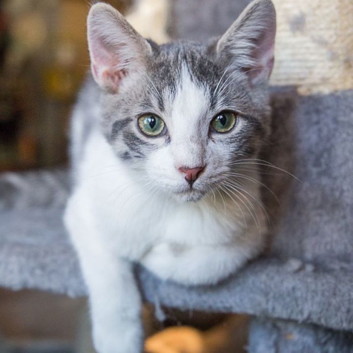 Sheldon Coopurr, an adopted Dilute Calico Mix in Springfield, MO_image-3
