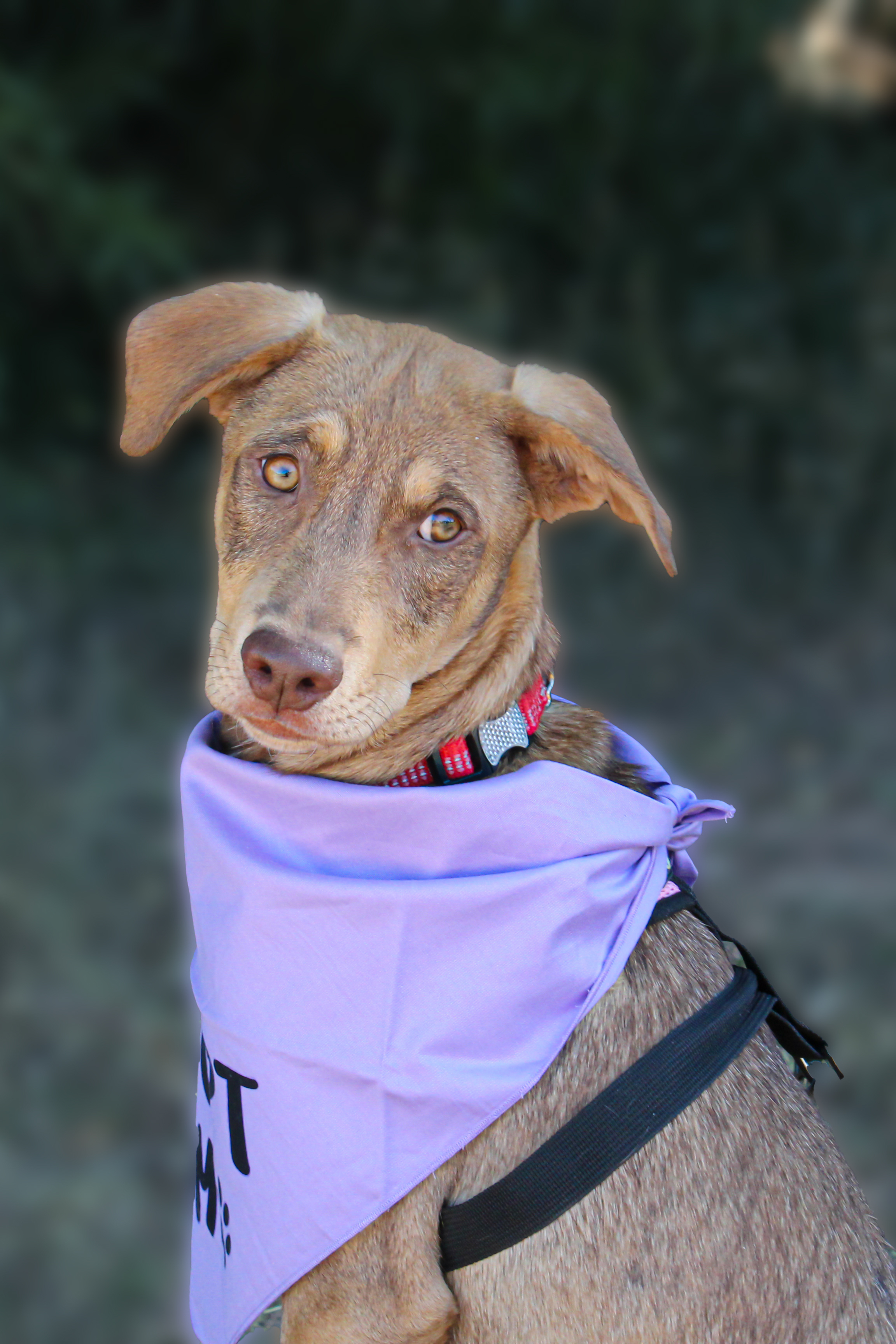 Chai, an adoptable Labrador Retriever in Oro Valley, AZ, 85755 | Photo Image 1