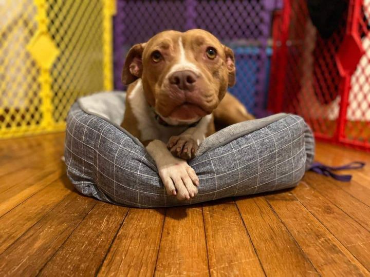 Winnie, an adoptable American Staffordshire Terrier in Manhattan, KS_image-1