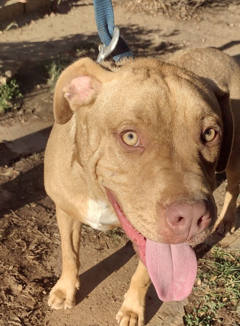 Dog for adoption - Hank, a Mixed Breed in Albuquerque, NM