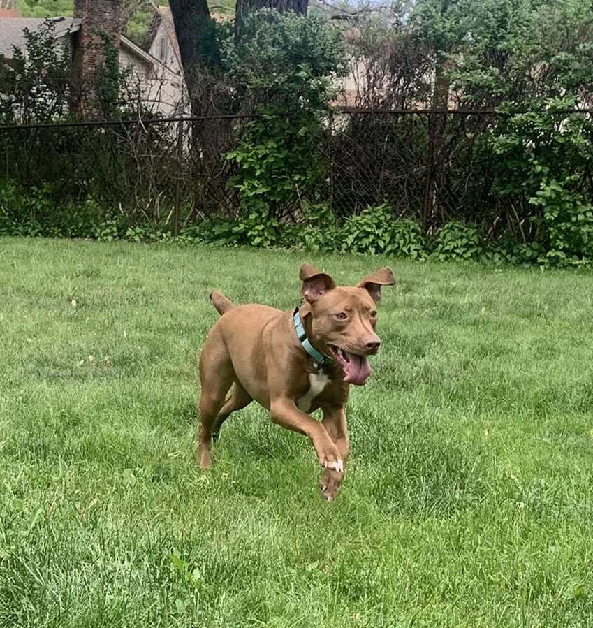 Regina, an adoptable Labrador Retriever, Pit Bull Terrier in Minneapolis, MN, 55412 | Photo Image 1