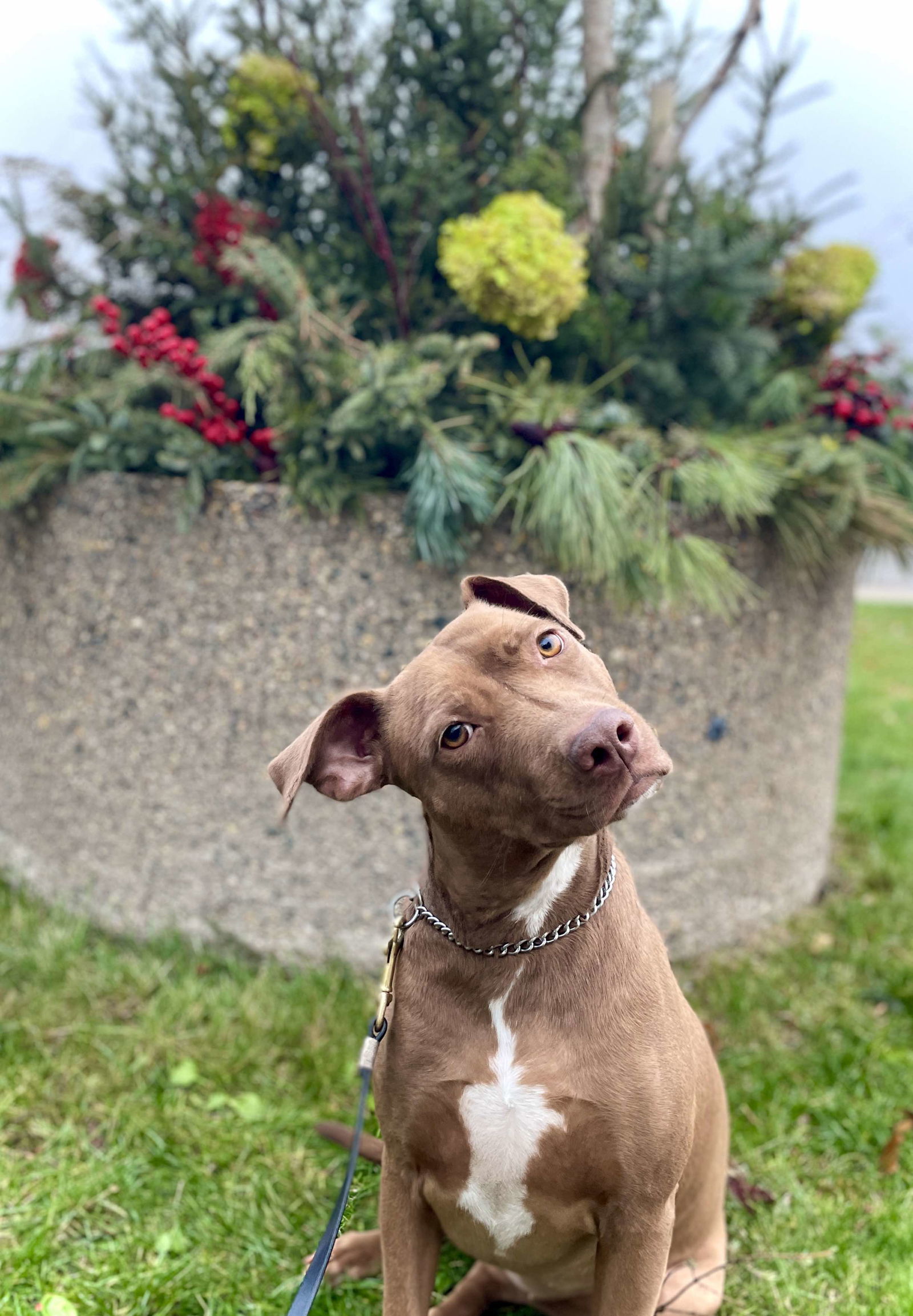 Regina, an adoptable Labrador Retriever, Pit Bull Terrier in Minneapolis, MN, 55412 | Photo Image 1