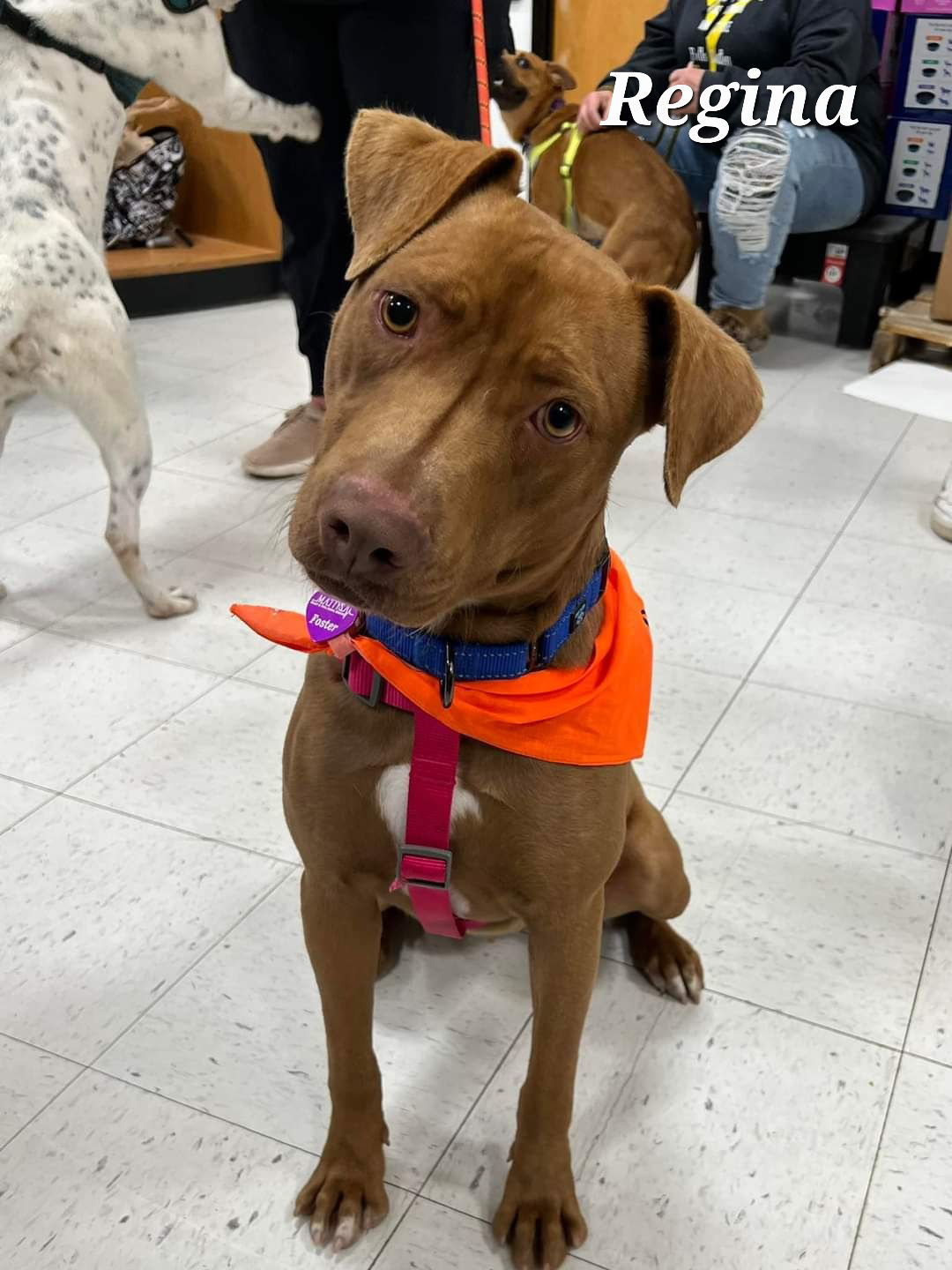 Regina, an adoptable Labrador Retriever, Pit Bull Terrier in Minneapolis, MN, 55412 | Photo Image 2