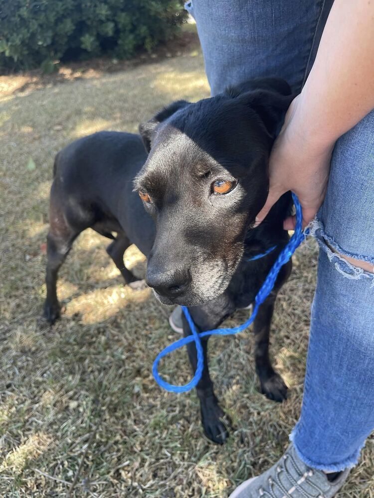 Hersey, an adoptable Labrador Retriever in Troy, AL, 36081 | Photo Image 1