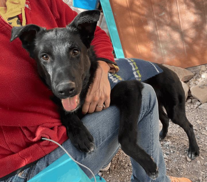 Dobbie, an adopted Black Labrador Retriever & Border Collie Mix in Williamsburg, NM_image-4