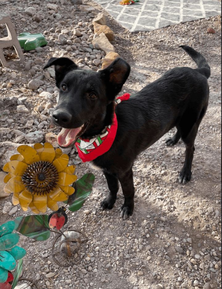 Dobbie, an adopted Black Labrador Retriever & Border Collie Mix in Williamsburg, NM_image-5
