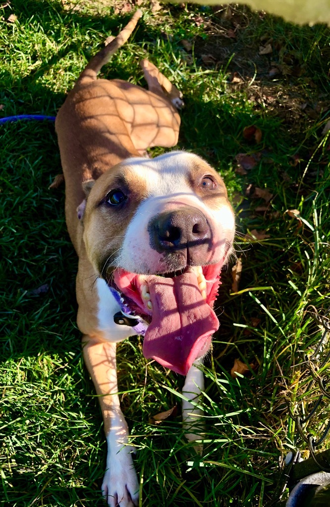 HAPPY, an adoptable Pit Bull Terrier in Wintersville, OH_image-2