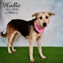 HALLIE's profile on Petfinder.com