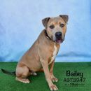 BAILEY's profile on Petfinder.com