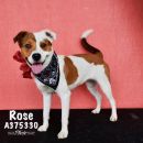 ROSE's profile on Petfinder.com
