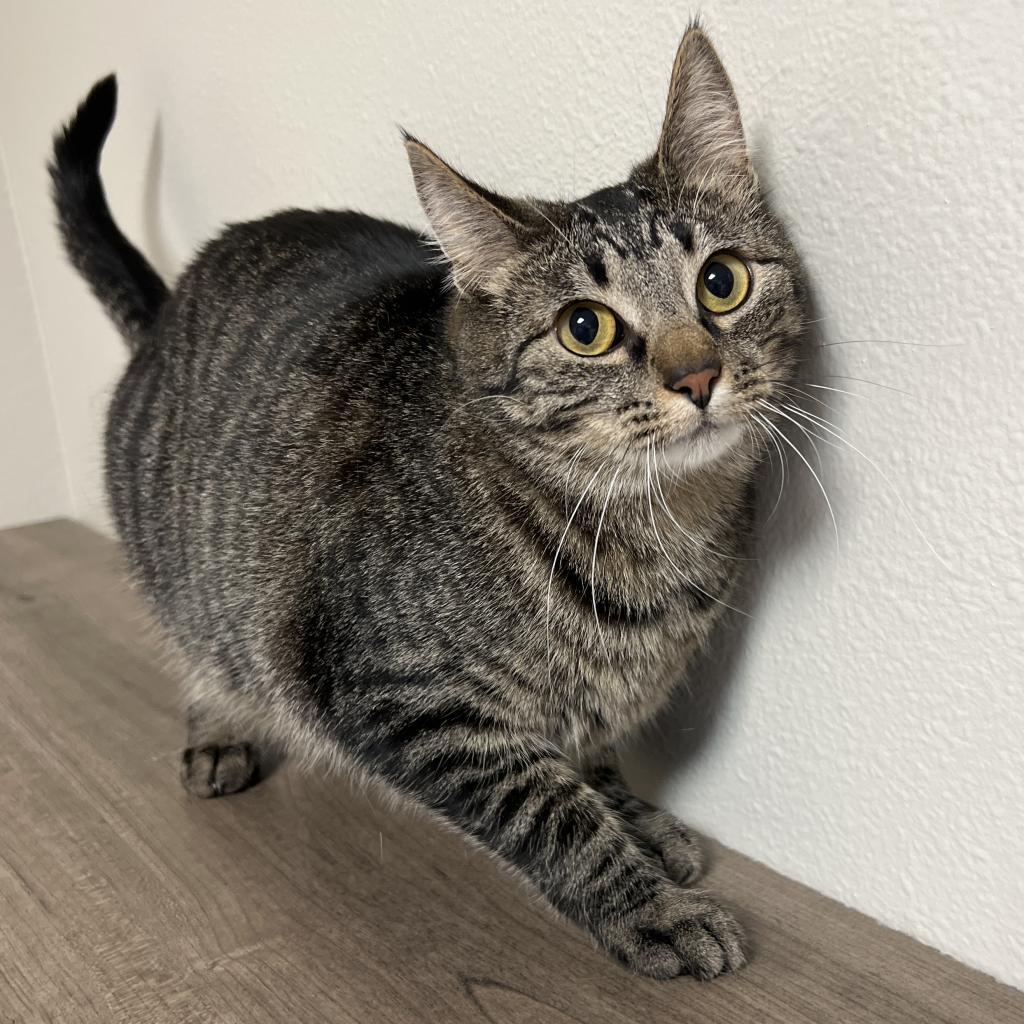 Sitara, an adoptable Domestic Short Hair in Bismarck, ND, 58507 | Photo Image 3