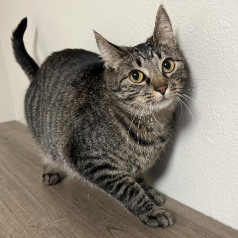 Sitara, an adoptable Domestic Short Hair in Bismarck, ND, 58507 | Photo Image 6