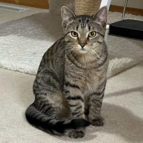 Little Poeso, an adoptable Domestic Short Hair in Bismarck, ND, 58507 | Photo Image 3