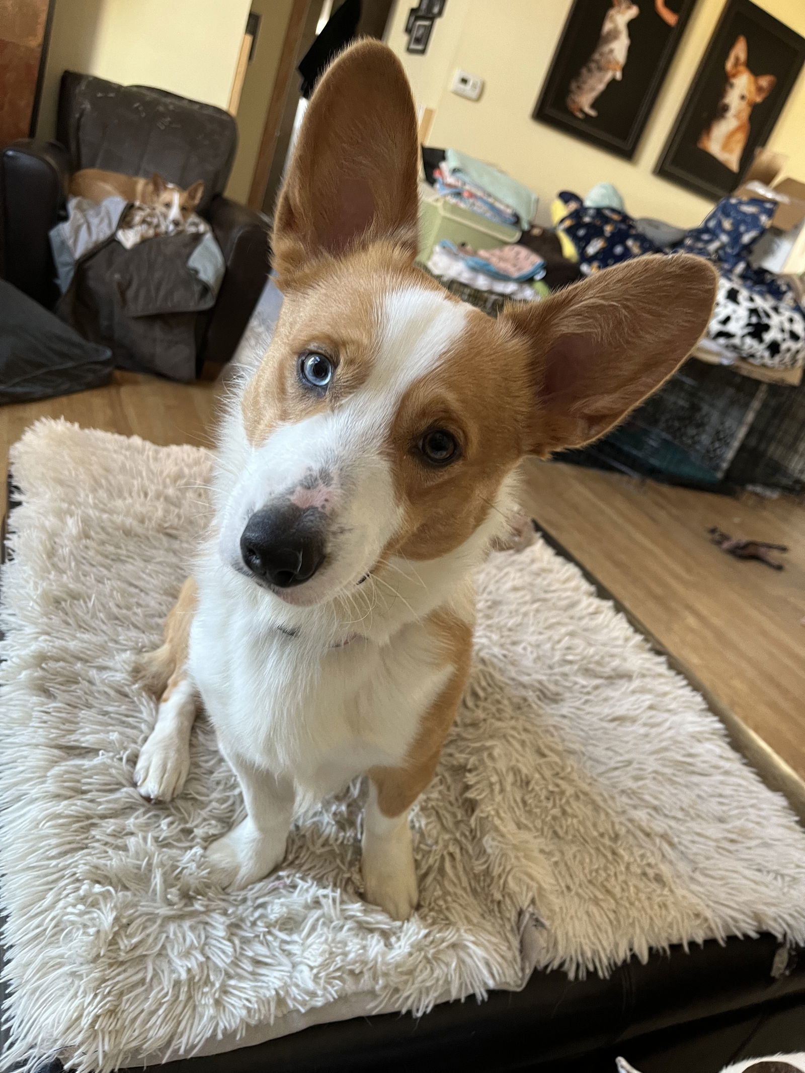 Jareth, an adoptable Cardigan Welsh Corgi in Denver, CO, 80224 | Photo Image 1