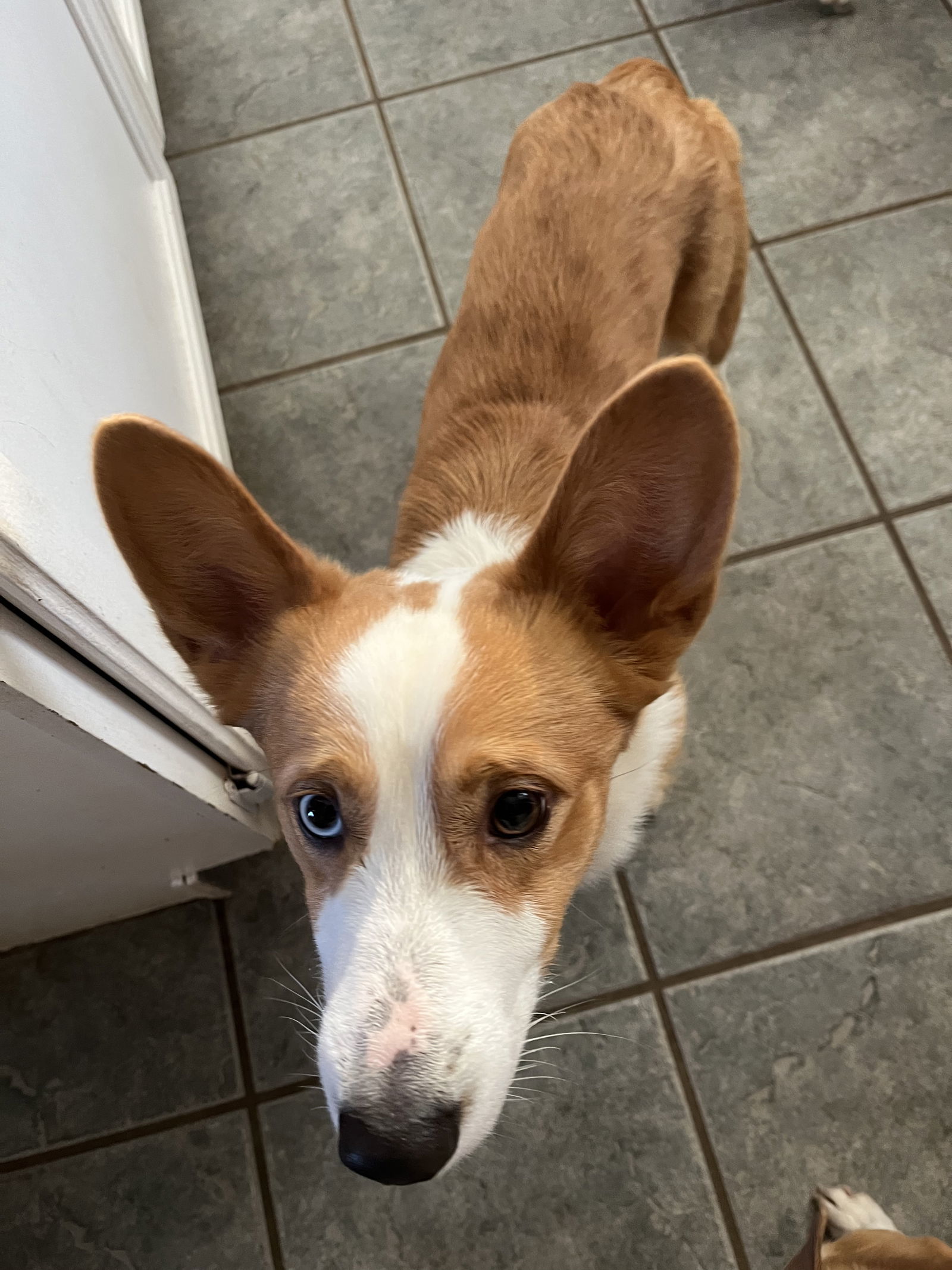 Jareth, an adoptable Cardigan Welsh Corgi in Denver, CO, 80224 | Photo Image 2