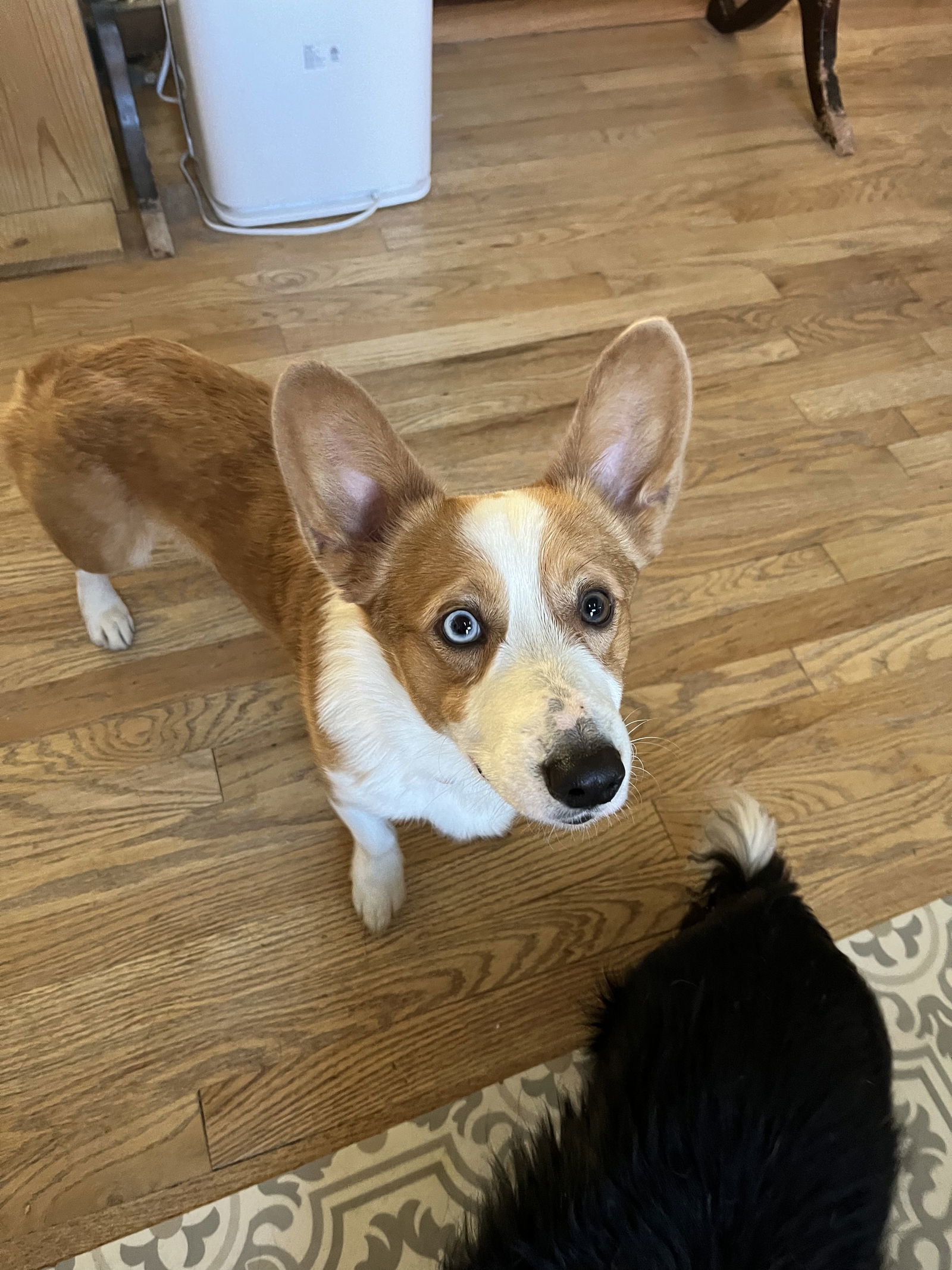 Jareth, an adoptable Cardigan Welsh Corgi in Denver, CO, 80224 | Photo Image 3