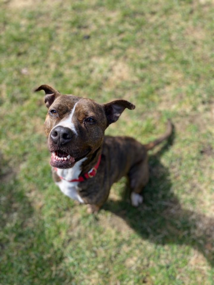 Daisy, an adoptable Pit Bull Terrier Mix in Waverly, NY_image-6