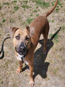 HARVEST's profile on Petfinder.com