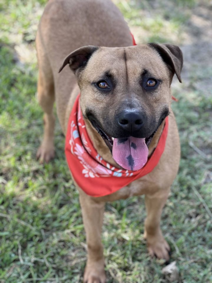 MAIZEY, an adoptable Black Mouth Cur Mix in Conroe, TX_image-1