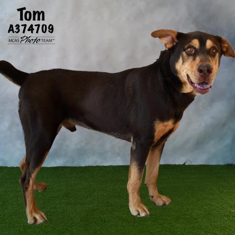 TOM, an adoptable Doberman Pinscher Mix in Conroe, TX_image-1