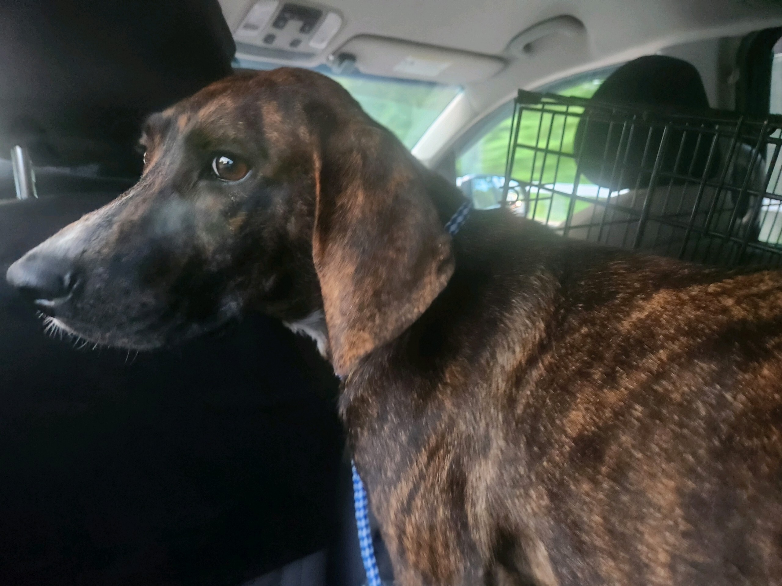 AUTUMN, an adoptable Plott Hound in Rensselaer, NY, 12224 | Photo Image 1