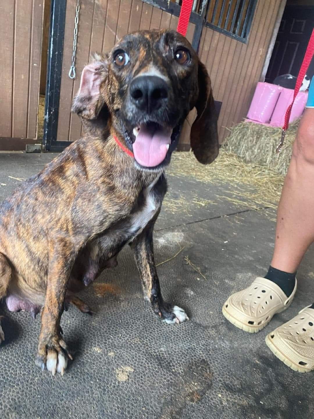 AUTUMN, an adoptable Plott Hound in Rensselaer, NY, 12224 | Photo Image 3