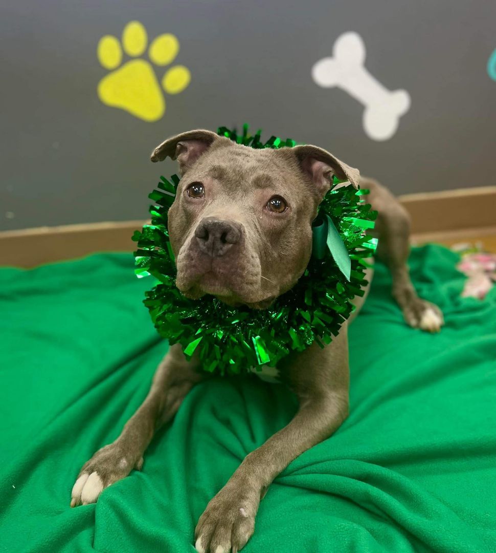 Nova Wendy, an adoptable Pit Bull Terrier in Maryville, MO, 64468 | Photo Image 2