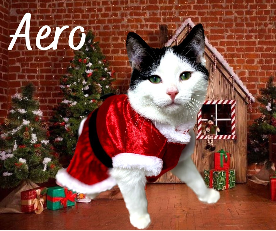 Aero, an adoptable Domestic Short Hair in Tisdale, SK, S0E 1T0 | Photo Image 1