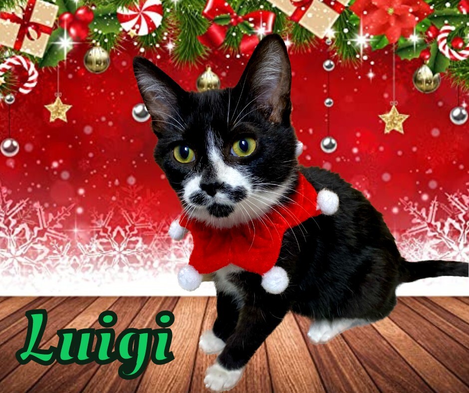 Luigi, an adoptable Domestic Short Hair in Tisdale, SK, S0E 1T0 | Photo Image 1