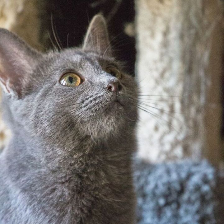 Zephee, an adoptable Russian Blue Mix in Springfield, MO_image-1