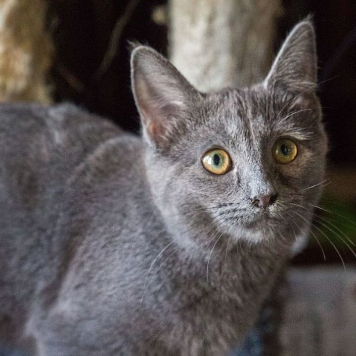 Zephee, an adoptable Russian Blue Mix in Springfield, MO_image-3