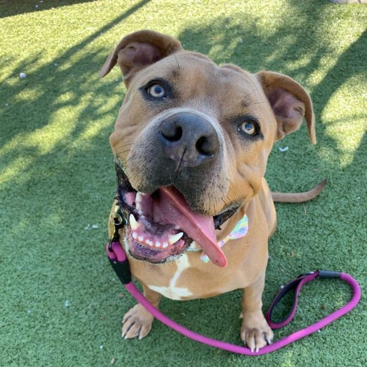 Dog for adoption - Oakley, a Pit Bull Terrier Mix in Chandler, AZ