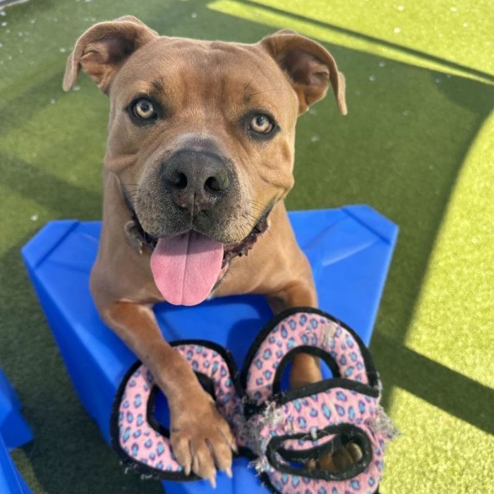 Dog for adoption - Oakley, a Pit Bull Terrier Mix in Chandler, AZ