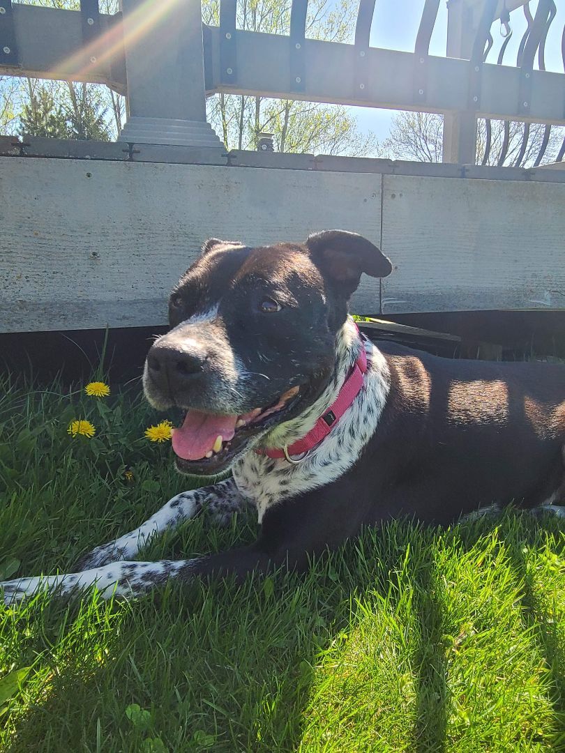 Princess, an adoptable American Staffordshire Terrier in Watertown, WI, 53094 | Photo Image 3