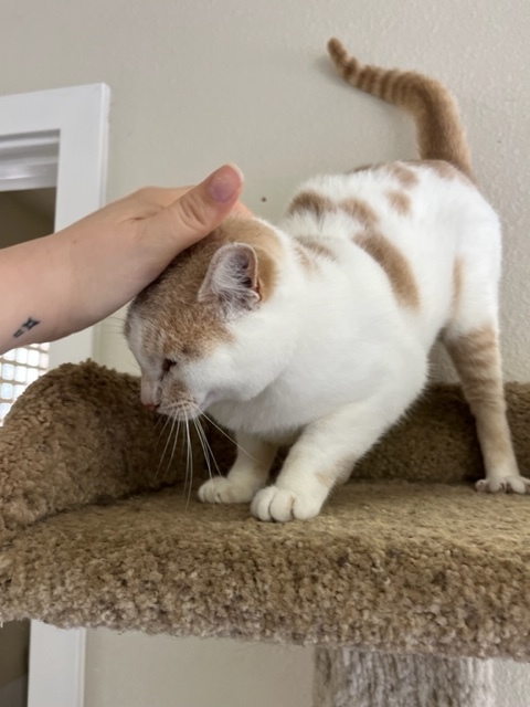 Marshmellow, an adoptable Tiger in Hollister, CA_image-3