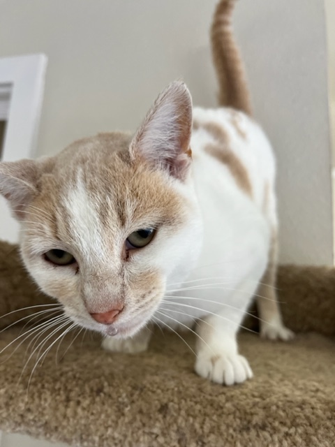 Marshmellow, an adoptable Tiger in Hollister, CA_image-6