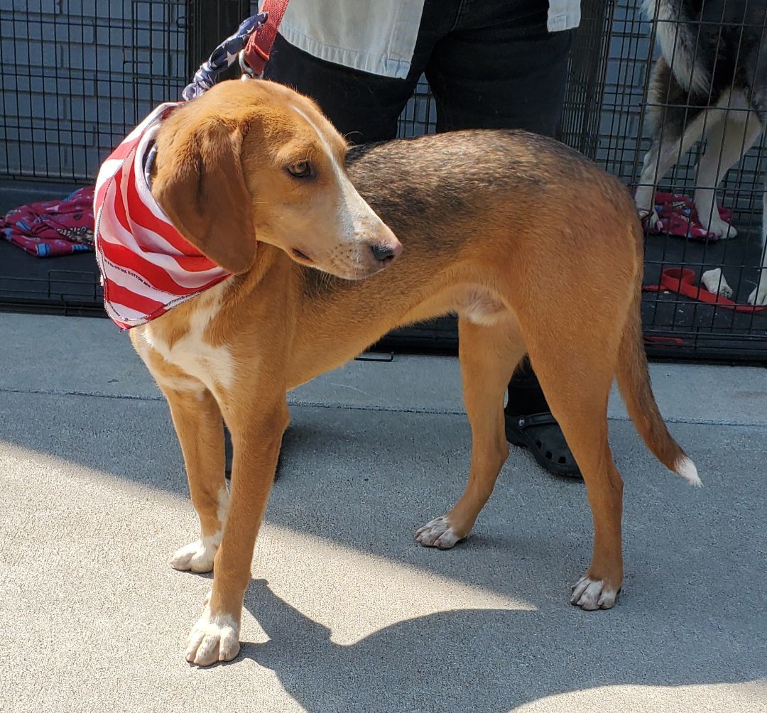 Quill, an adoptable American Foxhound in Winchester, IL, 62694 | Photo Image 1
