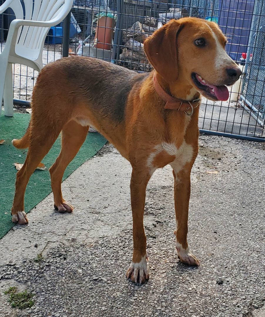 Quill, an adoptable American Foxhound in Winchester, IL, 62694 | Photo Image 3