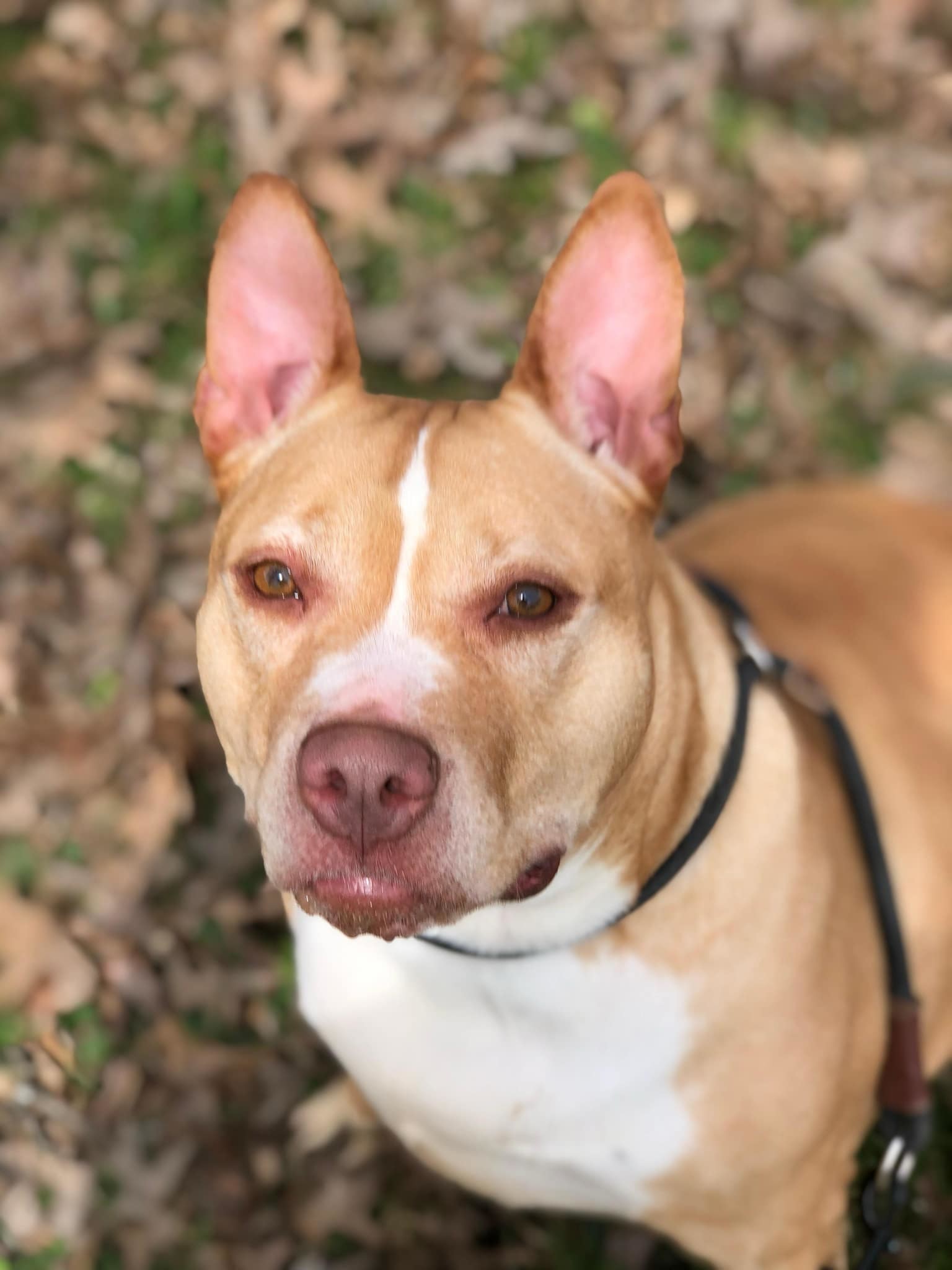 Ella, an adoptable Pit Bull Terrier in Elkins, WV, 26241 | Photo Image 1