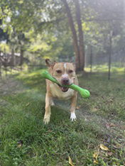Ella, an adoptable Pit Bull Terrier in Elkins, WV, 26241 | Photo Image 2