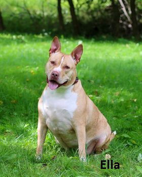 Ella, an adoptable Pit Bull Terrier in Elkins, WV, 26241 | Photo Image 3