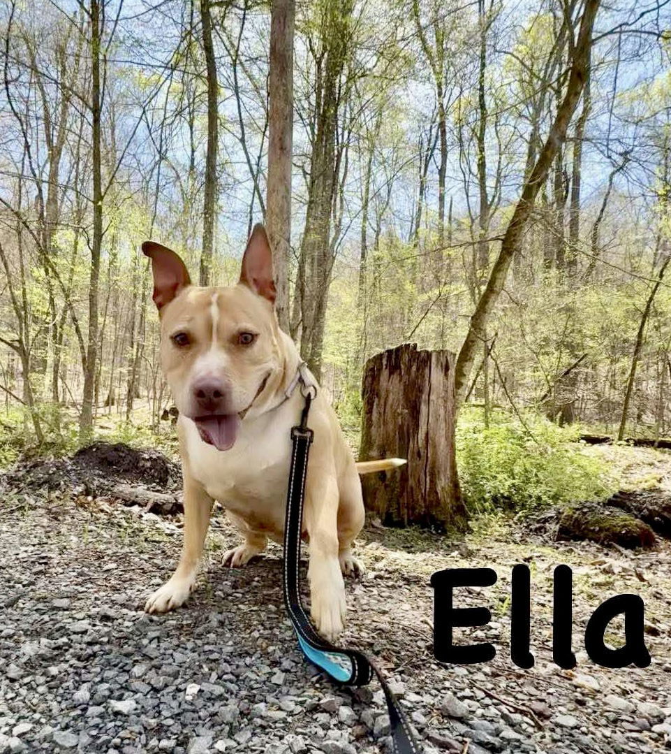 Ella, an adoptable Pit Bull Terrier in Elkins, WV, 26241 | Photo Image 3