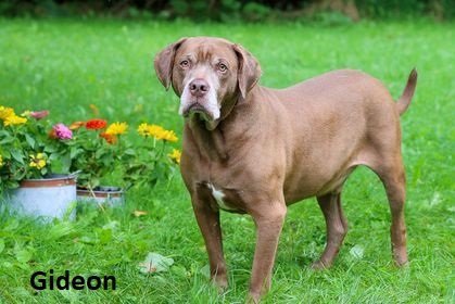 Gideon, an adoptable Labrador Retriever in Elkins, WV, 26241 | Photo Image 1