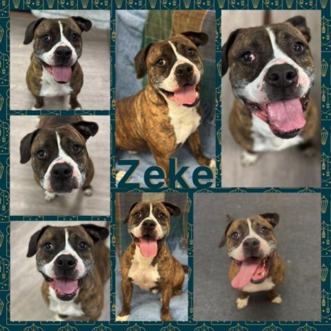 Zeke CFS 220057849, an adoptable Boxer in Fort Smith, AR, 72916 | Photo Image 1