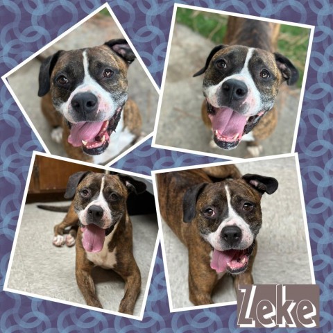 Zeke CFS 220057849, an adoptable Boxer in Fort Smith, AR, 72916 | Photo Image 2
